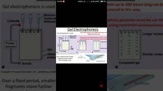 Agarose gel electrophoresis in hindi  Biology solution [upl. by Bronny]