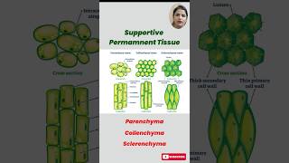 Understanding Permanent Tissues in Plants Parenchyma Collenchyma amp Sclerenchyma Explained [upl. by Jenica]