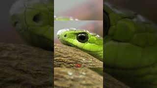 The Deadliest Snakes in the World and Their Lethal Bites  Boomslang Part02 [upl. by Topliffe840]