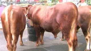 Vacas y toros del país Feria de Ganado San Mateo 2013 [upl. by Lonergan]