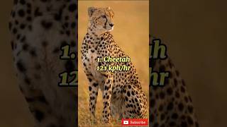 Top 10 Fastest Animals In The World 🤯🔥 shorts animals [upl. by Christiana]