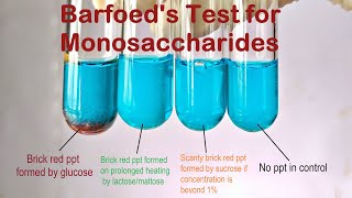 Barfoeds Test Practical Experiment [upl. by Assiral328]