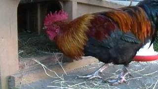 quotAs The Egg Turnsquot Hen House Drama Black Copper Marans Chickens [upl. by Hoehne]