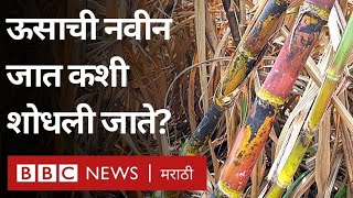 Sugarcane Research ऊसाचं उत्पन्न आणि साखरेचा उतारा वाढवणारी CO 86032 सारखीच ऊसाची नवीन जात येणार [upl. by Holbrooke862]