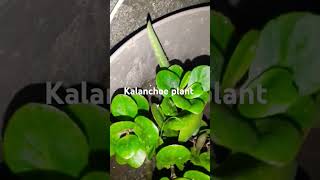 Kalanchoe plant winter ke best flower plant [upl. by Moises810]