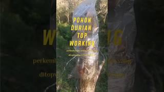 Pohon Durian TopWorking setelah 1minggu topworkingdurian okulasidurian petanidurianindonesia [upl. by Anitsrhc]