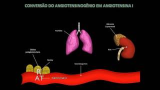 Sistema Renina Angiotensina Aldosterona [upl. by Saylor]