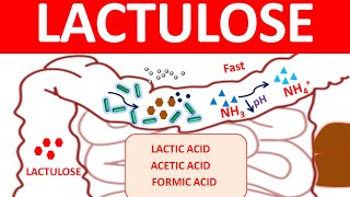 Lactulose for chronic constipation and hepatic encephalopathy [upl. by Rodrique]