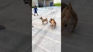 Dog and mouse very funny fight videoyoutube shortvideo [upl. by Uohk841]