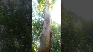 SLOMO GUMBO LIMBO TREE nature shorts [upl. by Aneej]