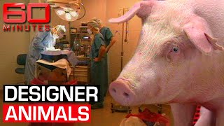 Genetically modified animals scientific revolution or crime against nature  60 Minutes Australia [upl. by Eyssej]