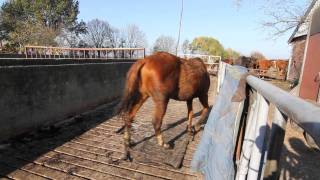 Verwaarloosde paarden in beslag genomen [upl. by Dorise]