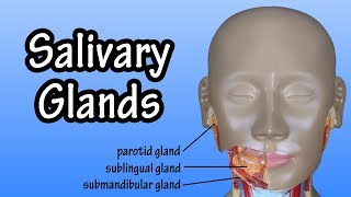 Functions Of The Salivary Glands  Structure Of The Salivary Glands  Salivary Glands Anatomy [upl. by Aiden686]