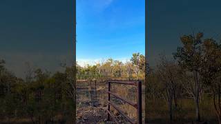 RedTailed Black Cockatoos Sound Up australianbirds cockatoo birdsong [upl. by Aylward647]