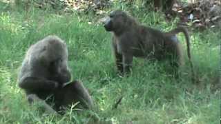 Baboon male grooms infant mother approaches [upl. by Nnylarej]