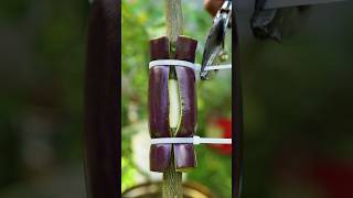 🌿Eggplant Air Layering Secret to Growing Lemon Tree Faster lemontree gardening [upl. by Htomit]