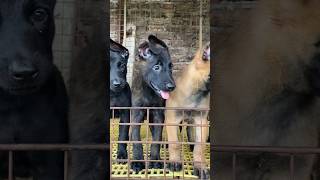 Knpv chó cảnh sát hoàng gia hà lan belgianmalinois becgiebi malinoi traicholongbien [upl. by Anilehs673]