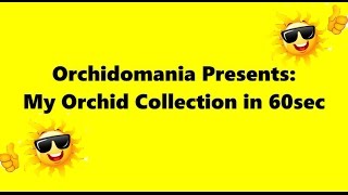 Orchidomania Presents My Orchid Collection in 60 seconds [upl. by Retsbew]