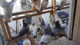 Tippler Pigeons Breeders for 2017 Plain and Capped [upl. by Littlejohn]