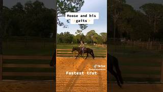 Different Gaits Of A Non Gaited Horse justjade364 [upl. by Ezequiel]