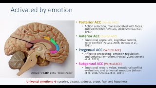 Anterior Cingulate Cortex and Emotion [upl. by Etna]