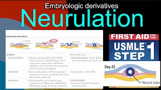 Embryologic derivatives Neurulation in HindiUrdu by first aid for USMLE step 1 [upl. by Pavlish488]