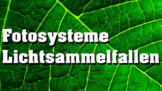 Fotosysteme und Lichtsammelfallen schnell erklärt [upl. by Aicenev]