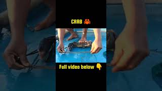 Amazing Skill CatchingCrab fishing viral shortsfeed shorts fun trendingshorts trending fish [upl. by Analrahc220]