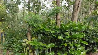 3 Acres coffee estate for sale in between sakleshpur and belur [upl. by Yanttirb]