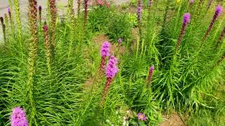 Liatris blooming in the front garden [upl. by Laing]