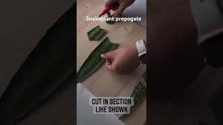 Snakeplant propagate at home easy snakeplant videos  snakeplant ytshorts [upl. by Bryn]