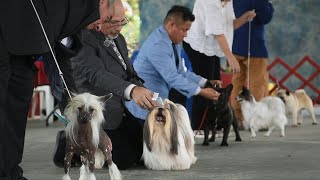 Una exposición canina internacional en El Salvador [upl. by Lancelle]