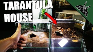 TARANTULA ENCLOSURE GUIDE [upl. by Asela64]