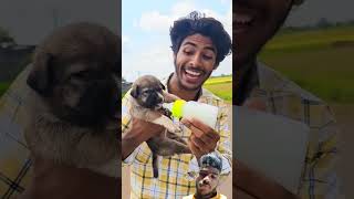 🔥 bike wala rider dog funny comedy puppy doglover dogsofinstagram pet cutedogs new shorts [upl. by Imled]