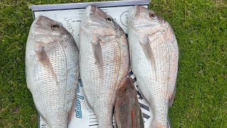 RUAKAKA BEACH FISHING CATCH amp COOK [upl. by Neitsirk597]