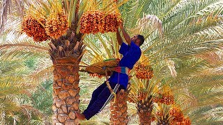 Dates palm Harvesting by Shaking Machine  Packing Dates Modern Agricultural Technology [upl. by Sal790]