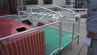 Pig farm equipment  farrowing crate [upl. by Liatrice]