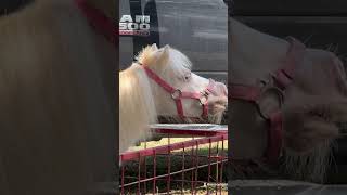 Pony parties by Dawn at Kendall County Fair [upl. by Service323]