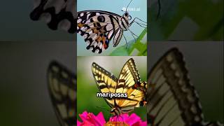 ¡Las Mariposas Pueden Oler Con Sus Patas 🦋👣  Datos Sorprendentes de la Naturaleza curiosidades [upl. by Bagger]