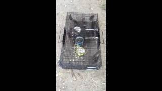 Greatest Rat Trap ever made Catch 15 Rats at once The RATINATOR [upl. by Leis796]