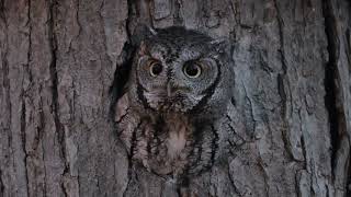 Screech owl calls 11262023 [upl. by Sammie]