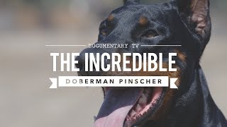 THE INCREDIBLE EUROPEAN DOBERMAN PINSCHERS [upl. by Kiyoshi335]