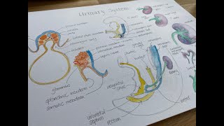 Lockdown Embryology with Prof Alice Roberts 14 Urinary System [upl. by Brunella205]