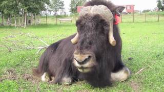 MUSK OX FARM VISIT  24 JUNE 2010 [upl. by Nahem]