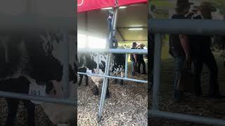 Sydney Royal Easter Show 2024 Day 3  Speckle Park judging cattlelawn eastershow [upl. by Eikin900]