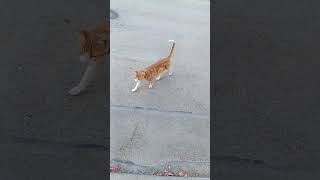 Tavira y el gato tereso perros shorts socialization perruno perrosgrandes cat [upl. by Alyac678]