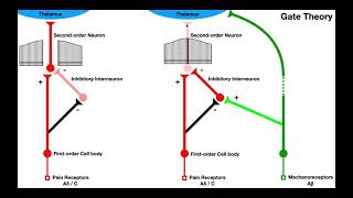 Pain Modulation  Gate Control amp Endogenous Opioid Mechanisms TENSIFC [upl. by Aileen]