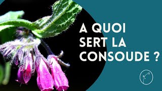 A quoi sert la Consoude [upl. by Cirred156]