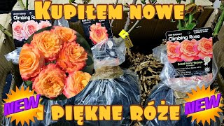 Kupiłem nowe i piękne róże bez bryły korzeniowej nowosci roza unboxing [upl. by Latouche]