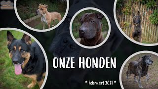 Dierenasiel Tienen  Onze honden [upl. by Pan]